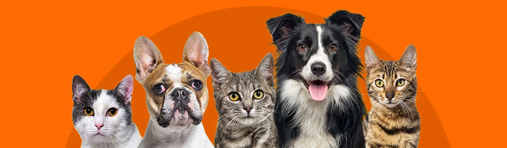 Pets