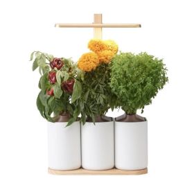 Prêt à Pousser Lilo Premium (incl. 3 pots)